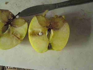 Schnitt durch einen beschossenen Apfel